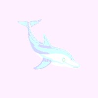 bkdolphin2.jpg