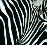 zebra2.jpg