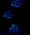 blueroses.gif