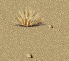 desert.gif