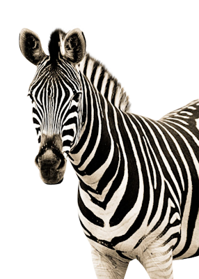 zebra clipart without background