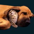 cats-dogs-10.png