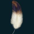 feather02.png