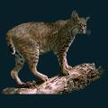 Bobcat-Small.png