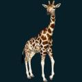 Giraffe.png