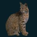 Little-Bobcat.png