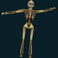 skeleton-016.png
