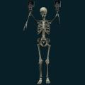 skeleton-097.png
