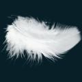 feather1.png
