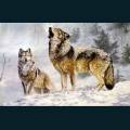 wolves-26.jpg