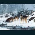 wolves-71.jpg