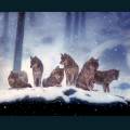 wolves-74.jpg