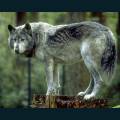 wolves-87.jpg