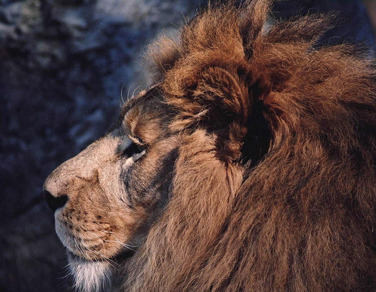 Лев в профиль
