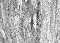 texture-3.jpg (92667 bytes)