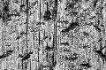 texture-11.jpg (97827 bytes)