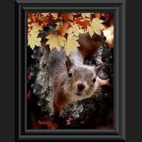 Autumn-Squirrel-Fun-Lover.jpg