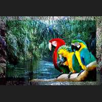 Jungle-Parrots-Fun-Lover.jpg