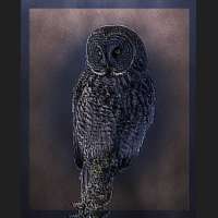 Winter-Gray-Owl-Fun-Lover.jpg