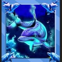 dolphin-dreams-Fun-Lover.jpg